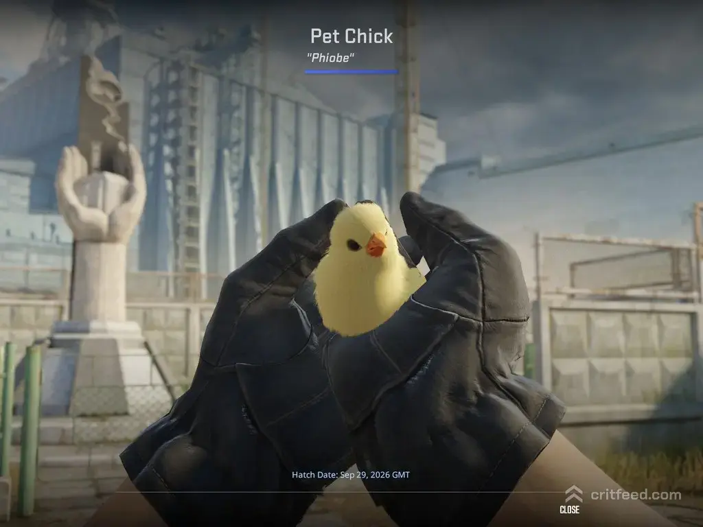 pet chicken cs2